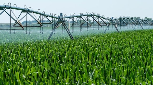 Can AI Help Optimize Water Usage in Agriculture to Combat Water Scarcity?